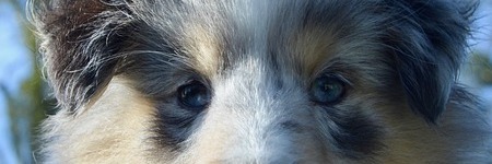 Energie update Witte Hond levenspad  8 - 20 april 2024 - Opnieuw het zonnejaarpad 2023-2024